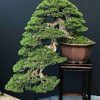Tùng Kim Cương
