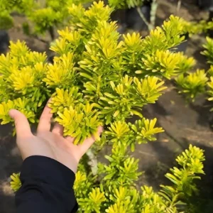 Tùng Đọt Vàng