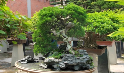 10 Lý Do Nên Chọn Cây Tùng Cho Không Gian Sân Vườn