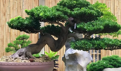 Cây Tùng Có Thể Trồng Ở Những Không Gian Nào?