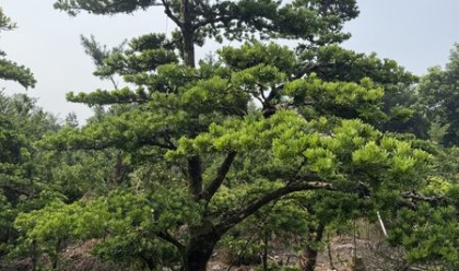 Cách Chọn Chậu Phù Hợp Cho Tùng Kim Cương