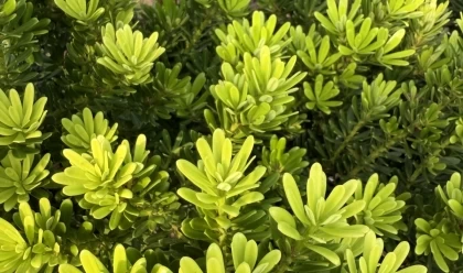 Tùng Kim Cương Có Chịu Được Thời Tiết Khắc Nghiệt Không?