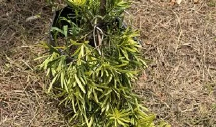 Có Nên Trồng Tùng Tài Lộc Trong Sân Nhà?