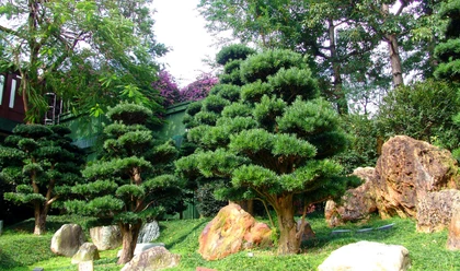 Kinh Nghiệm Chọn Cây Cảnh Cho Nhà Phố Có Diện Tích Nhỏ