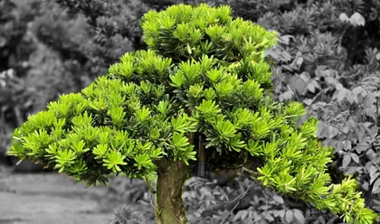 Kinh Nghiệm Chọn Cây Cảnh Phong Thủy Cho Gia Đình