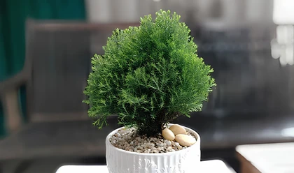 Những Loại Cây Cảnh Mang Ý Nghĩa May Mắn Và Thịnh Vượng