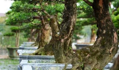 Những Tiêu Chí Đánh Giá Một Cây Tùng Cảnh Chất Lượng