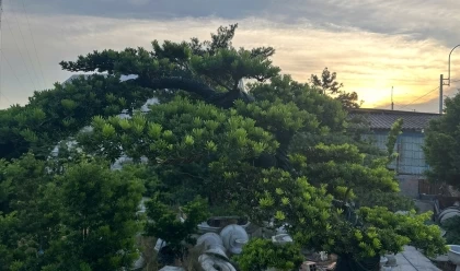 Kinh Nghiệm Trồng Tùng La Hán Cho Người Mới Bắt Đầu