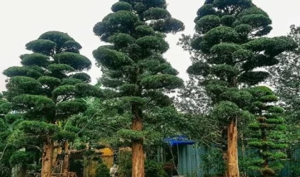 Tùng La Hán Bonsai Đẹp Và Những Dáng Cây Được Ưa Chuộng