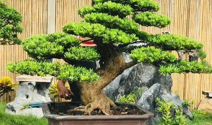 Vì Sao Cây Tùng Luôn Được Ưa Chuộng Trong Thiết Kế Cảnh Quan?
