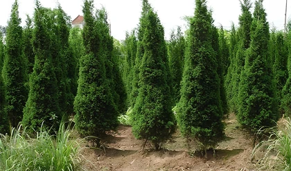 Xu Hướng Sưu Tầm Cây Cảnh Giá Trị Trong Những Năm Gần Đây