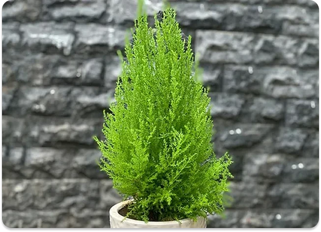Tầm Nhìn - Phát Triển Bền Vững