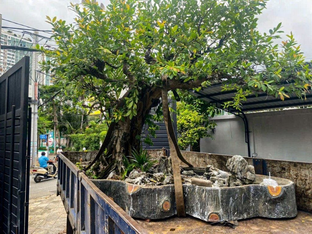Chính sách giao cây tại Nhà Vườn Ba Phi – Nhanh chóng, an toàn và chuyên nghiệp
