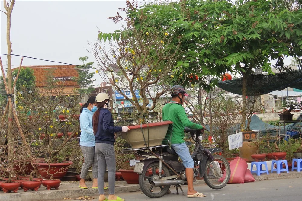 Chính sách giao cây được áp dụng như thế nào?