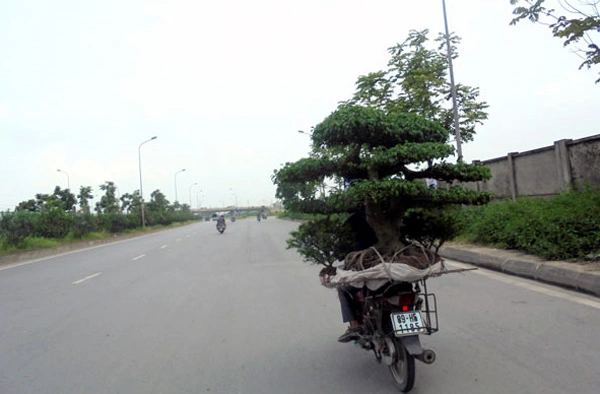 Cam kết trong Chính sách giao cây