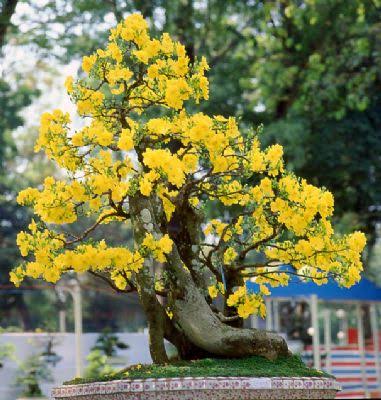 Chuẩn Bị Đón Mai Về Nhà: Nền Tảng Cho Vẻ Đẹp Bền Lâu