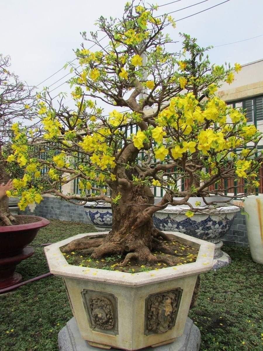 Những Sai Lầm Thường Gặp Cần Tránh Khi Chăm Mai Thuê