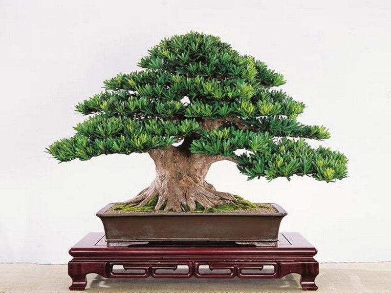 Tùng Đài Loan – Tuyệt tác xanh của tự nhiên