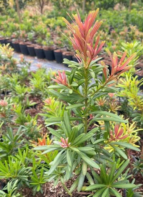Vẻ Đẹp Độc Đáo Của Tùng Đọt Đỏ: Nét Chấm Phá Rực Rỡ Giữa Không Gian Xanh