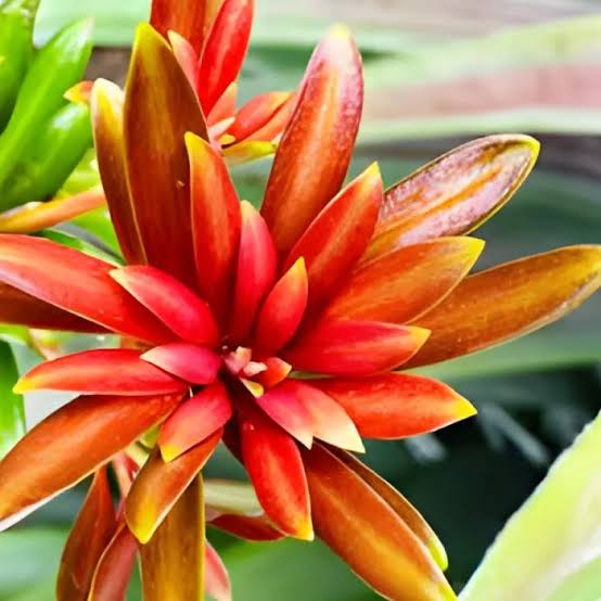 Lựa Chọn Tùng Đọt Đỏ Chất Lượng Ở Đâu?