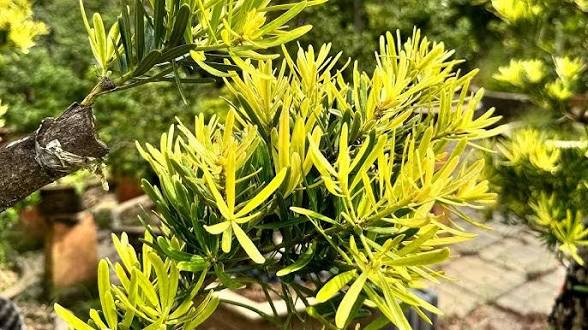 Tùng Đọt Vàng Trong Không Gian Sống: Từ Vườn Nhà Đến Công Trình Lớn