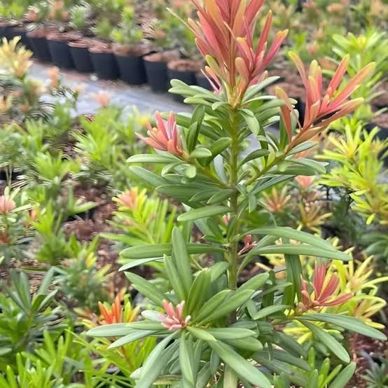 Vì Sao Tùng Đọt Vàng Là Lựa Chọn Đầu Tư Đáng Giá Cho Người Yêu Cây?