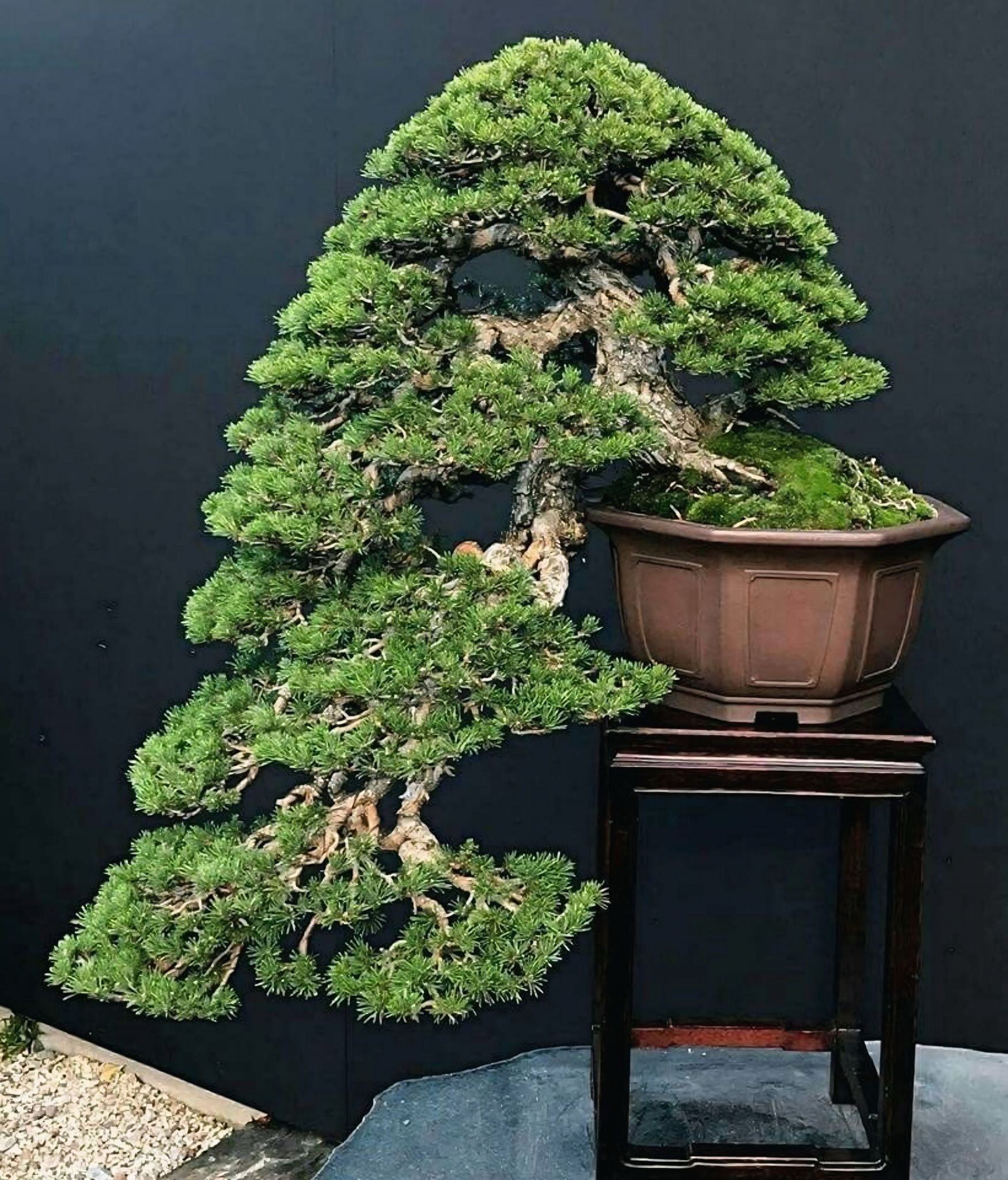 Tùng Kim Cương là gì? Vẻ đẹp ẩn chứa của viên ngọc xanh