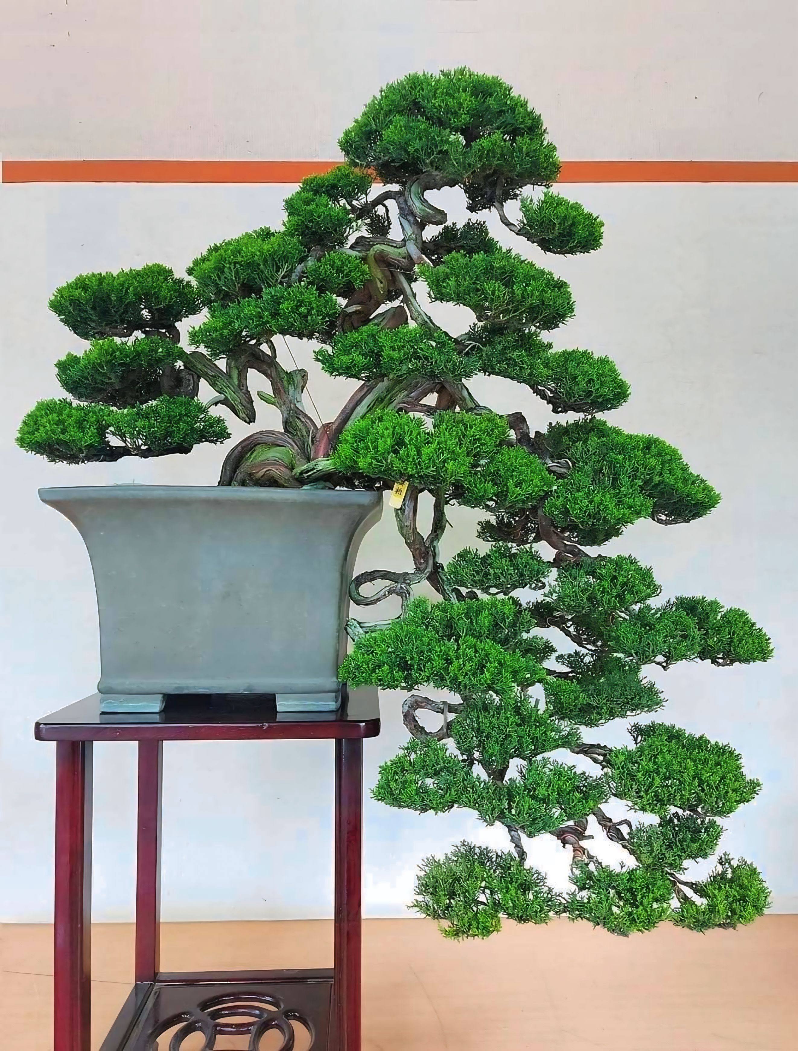 Giá trị và ý nghĩa của Tùng Kim Cương trong phong thủy và đời sống