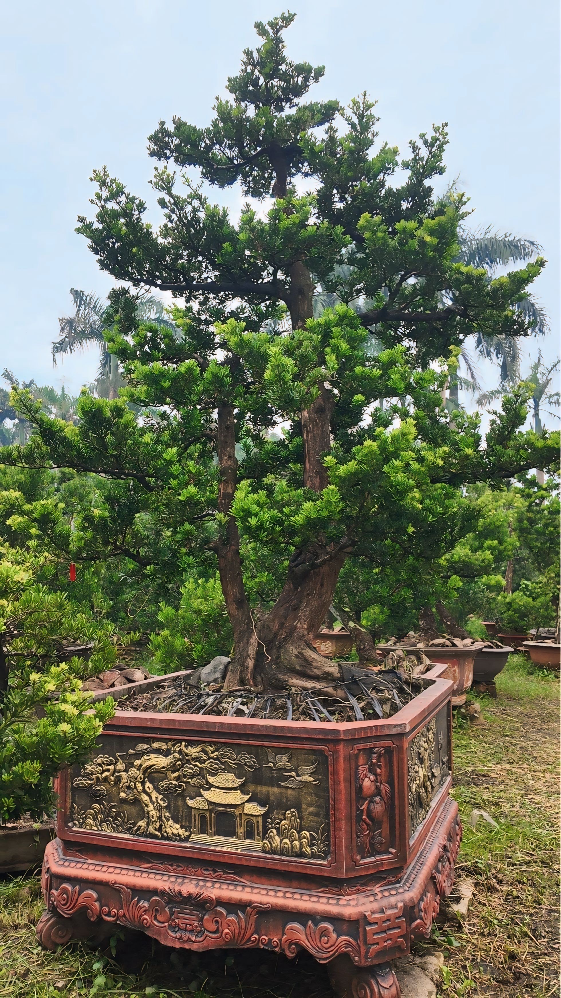 Cách Chọn Chậu Phù Hợp Cho Tùng Kim Cương