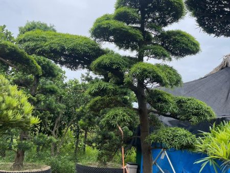 Tùng La Hán: Biểu Tượng Của Vẻ Đẹp Vĩnh Cửu Và Phong Thủy Hưng Thịnh