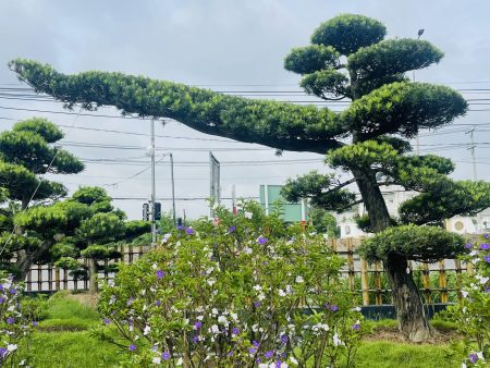 Các Dòng Tùng La Hán Phổ Biến: Đa Dạng Sắc Màu, Đa Dạng Lựa Chọn