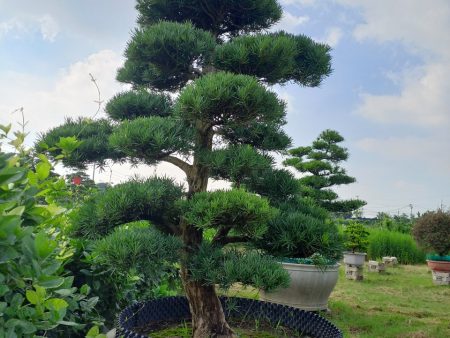 Bí Quyết Chăm Sóc Tùng La Hán Để Cây Luôn Xanh Tốt, Vững Chãi