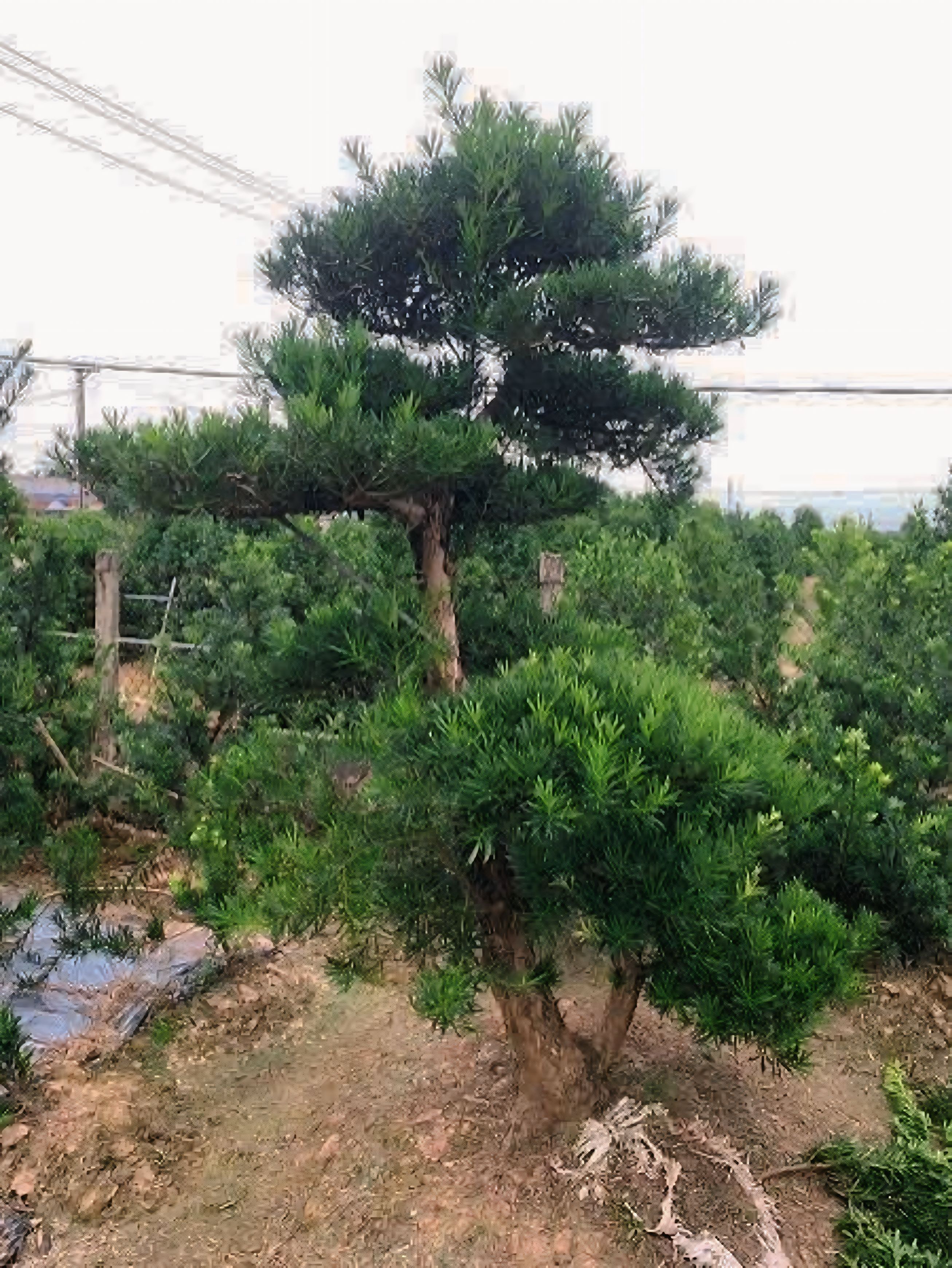 Tùng La Hán Trong Không Gian Sống Và Kinh Doanh