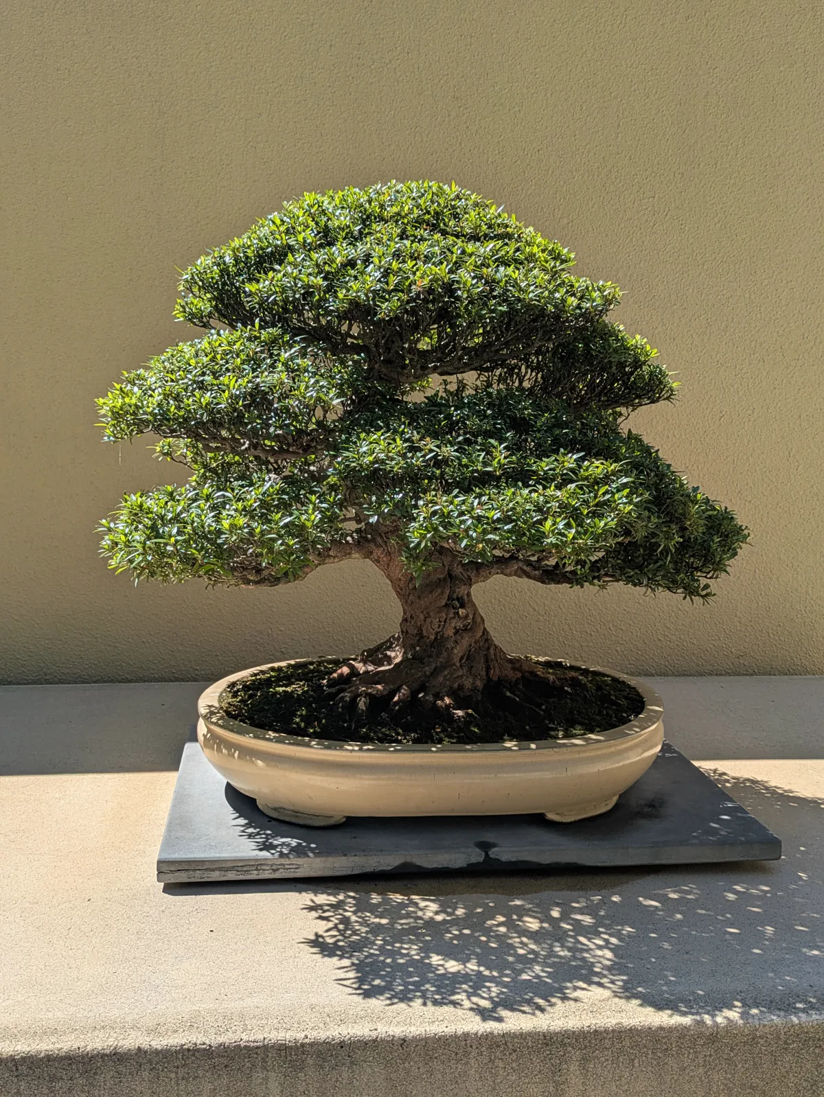 Tùng Tài Lộc Trong Thiết Kế Cảnh Quan và Không Gian Sống