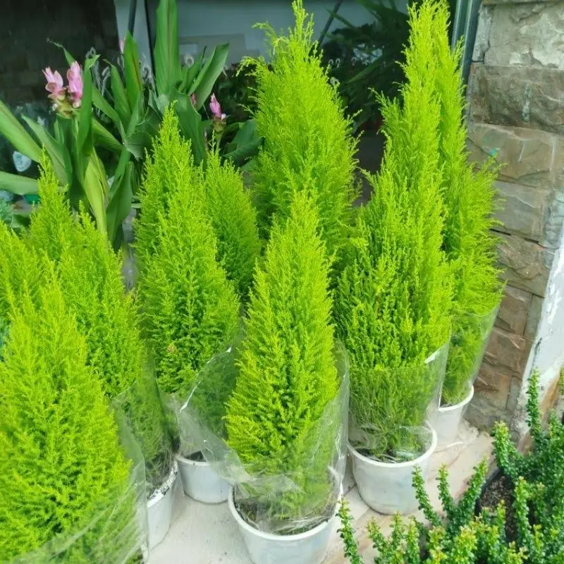 Phù Hợp Với Đa Dạng Phong Cách Thiết Kế Sân Vườn