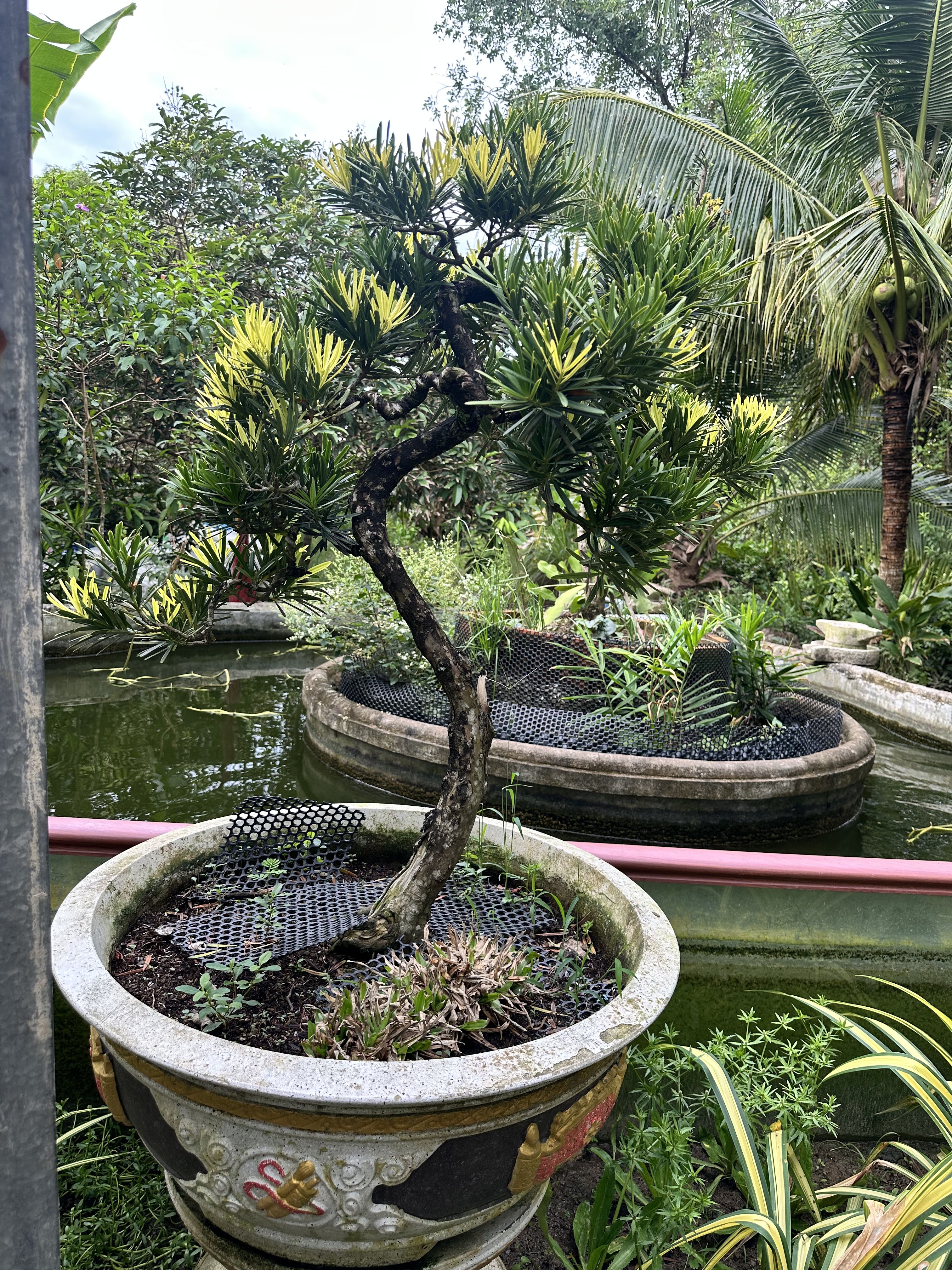 Hướng Dẫn Chọn Tùng Tài Lộc Theo Kích Thước