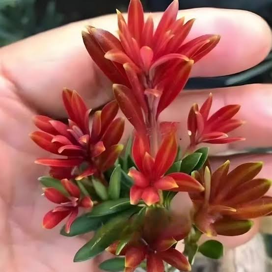 Tùng Đọt Đỏ – Nét Chấm Phá Rực Rỡ Cho Không Gian Xanh