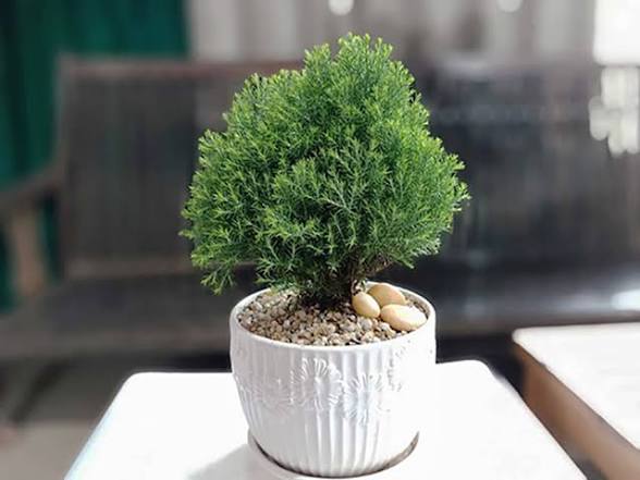 Chăm Sóc Cây Tùng Để Cây Luôn Xanh Tốt Và Phát Triển Mạnh Mẽ