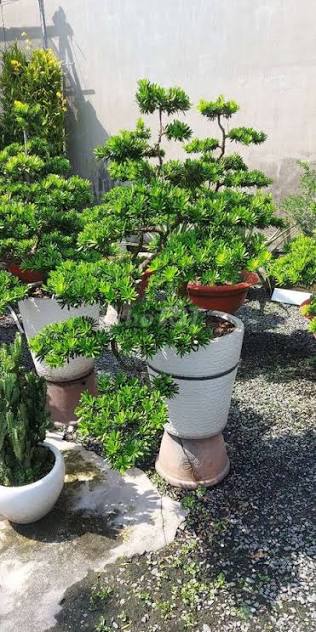 Tầm Quan Trọng Của Việc Vận Chuyển Cây Cảnh Chuyên Nghiệp