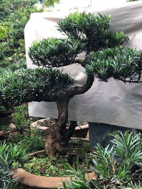 Cây Tùng – Lựa Chọn Lý Tưởng Cho Không Gian Nào?
