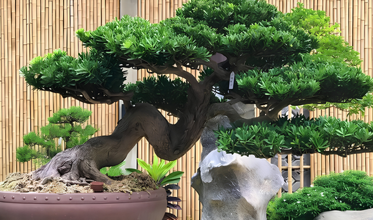 Vẻ Đẹp Vĩnh Cửu Của Cây Tùng: Biểu Tượng Của Sự Kiên Cường Và May Mắn