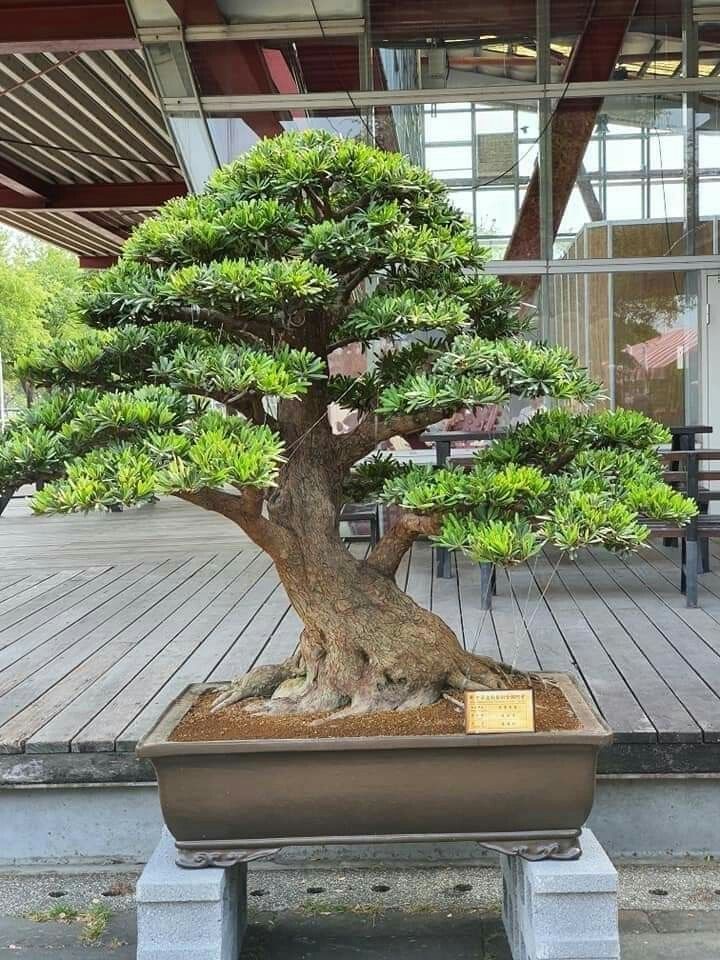 Nguyên tắc vàng khi chọn cây cảnh phong thủy cho tổ ấm