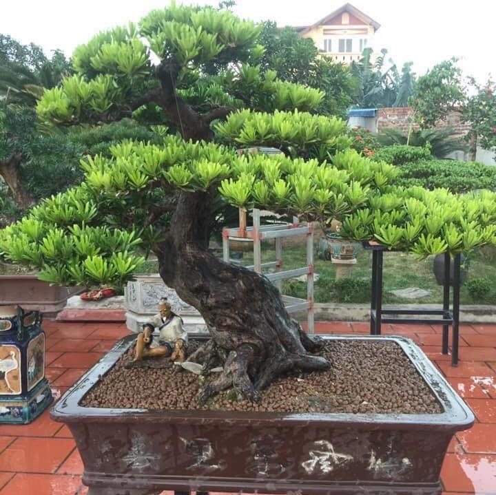 Gợi ý các loại cây cảnh phong thủy được ưa chuộng tại gia