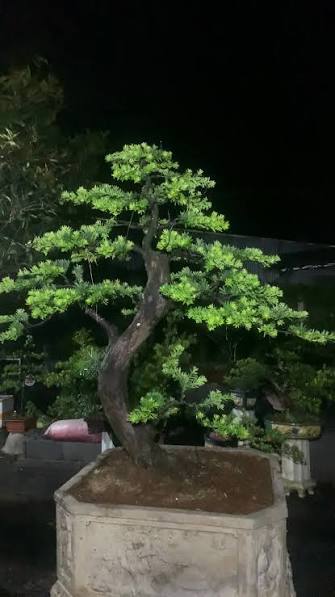 Những lưu ý quan trọng để cây cảnh phong thủy phát huy tối đa tác dụng