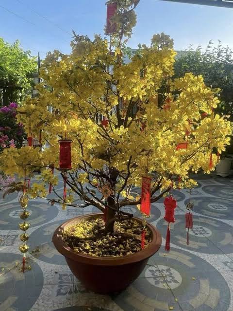 Lựa chọn cây phù hợp với môi trường trồng