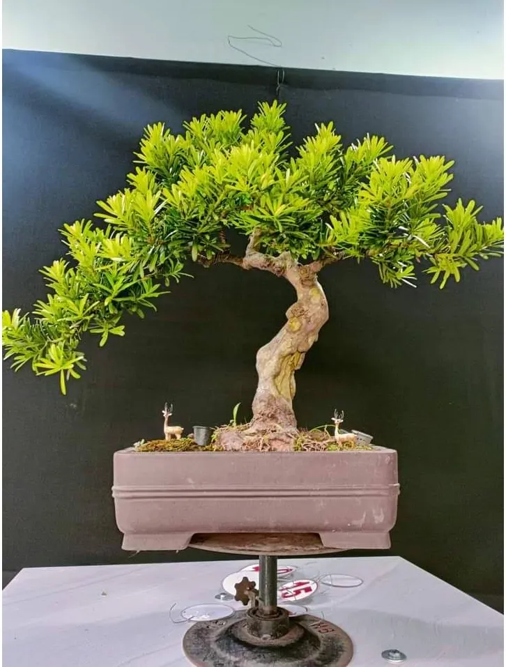 Cây Tùng – Biểu Tượng Của Trường Thọ, Kiên Cường Và Tài Lộc Vĩnh Cửu