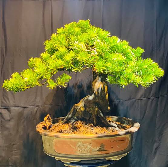 Cây Mai – Sứ Giả Của Mùa Xuân Và Phồn Thịnh