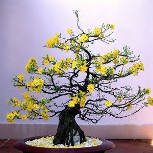 Tạo Dựng Không Gian Sống Động Với Dịch Vụ Thi Công Cây Cảnh Chuyên Nghiệp