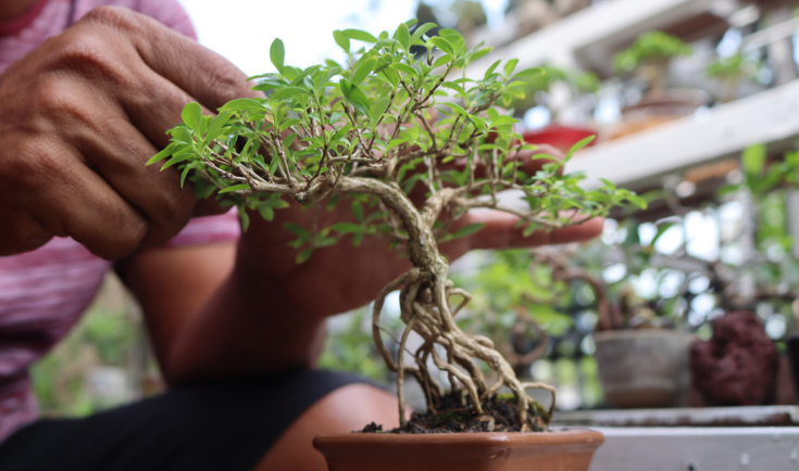 Những Lưu Ý Quan Trọng Khi Thiết Kế Cảnh Quan Với Cây Tùng