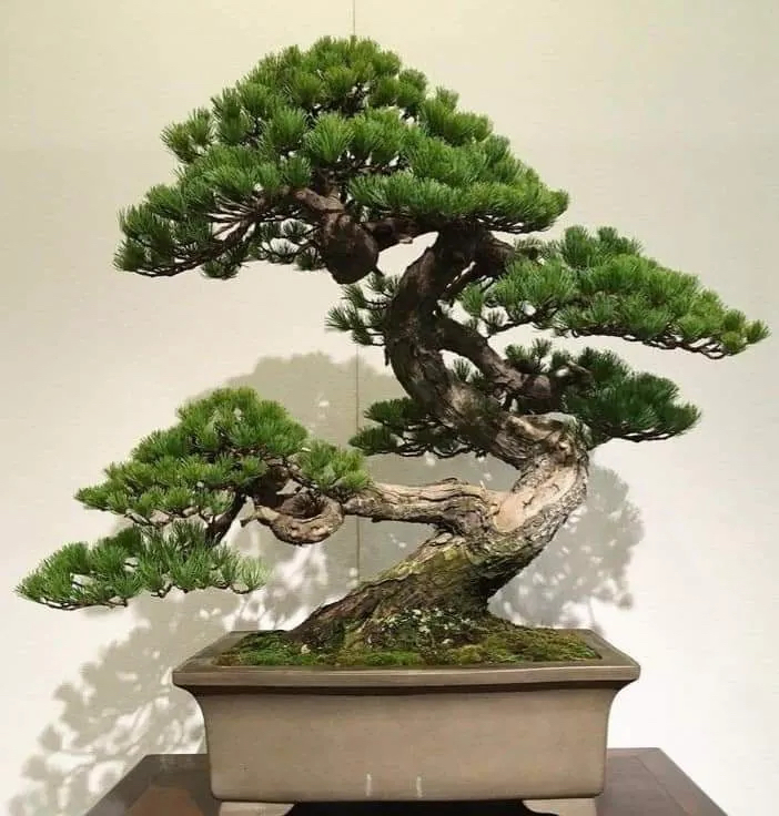 Bố cục hài hòa trong cảnh quan